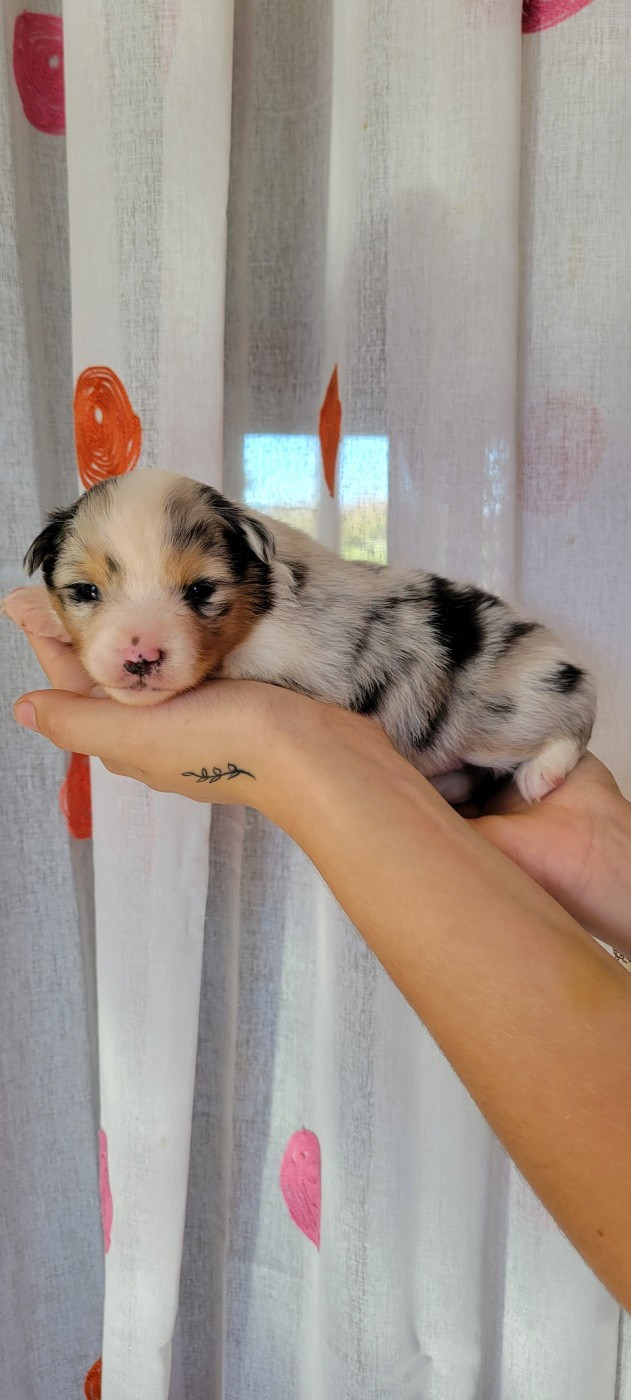 Des Molosses De Timoulys - Chiots disponibles - Berger Américain Miniature 