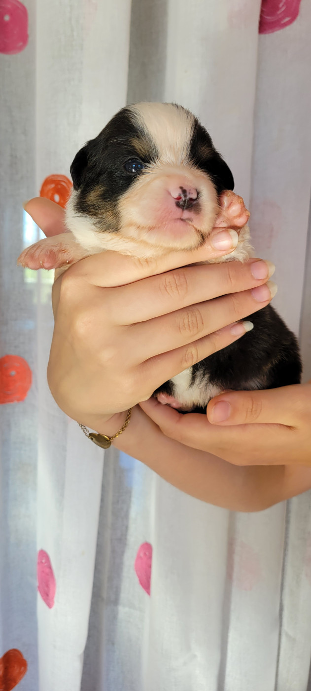 Des Molosses De Timoulys - Chiots disponibles - Berger Américain Miniature 