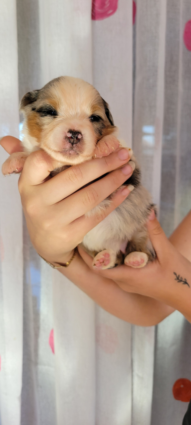 Des Molosses De Timoulys - Chiots disponibles - Berger Américain Miniature 