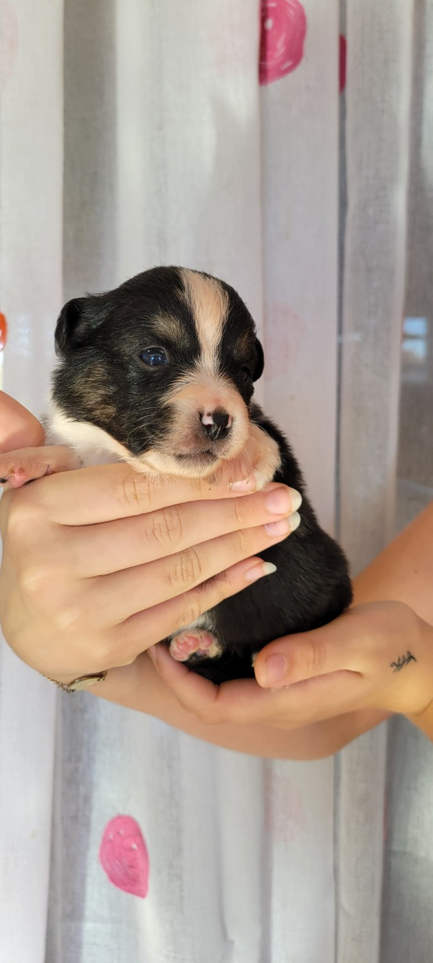 Des Molosses De Timoulys - Chiots disponibles - Berger Américain Miniature 