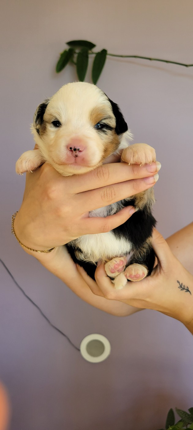 Des Molosses De Timoulys - Chiots disponibles - Berger Américain Miniature 