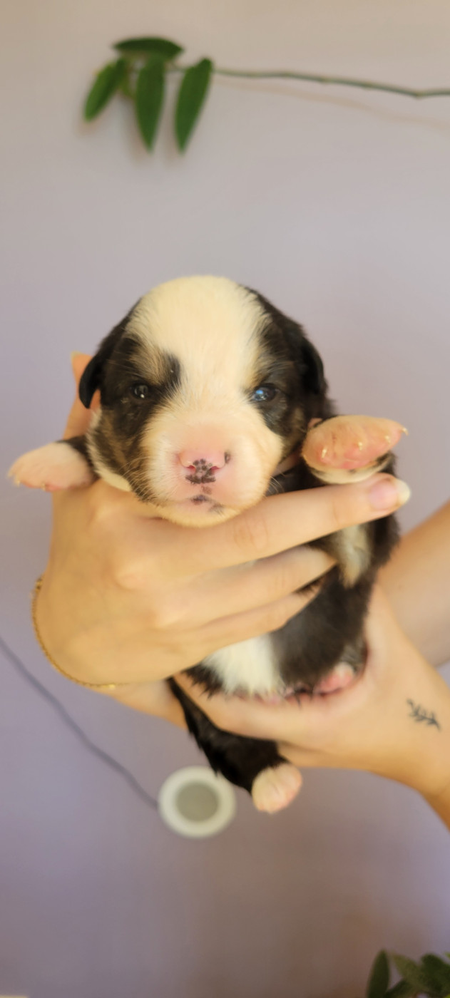 Des Molosses De Timoulys - Chiots disponibles - Berger Américain Miniature 