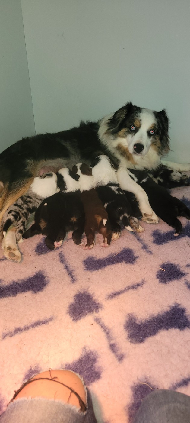 Des Molosses De Timoulys - Berger Américain Miniature  - Portée née le 23/09/2025