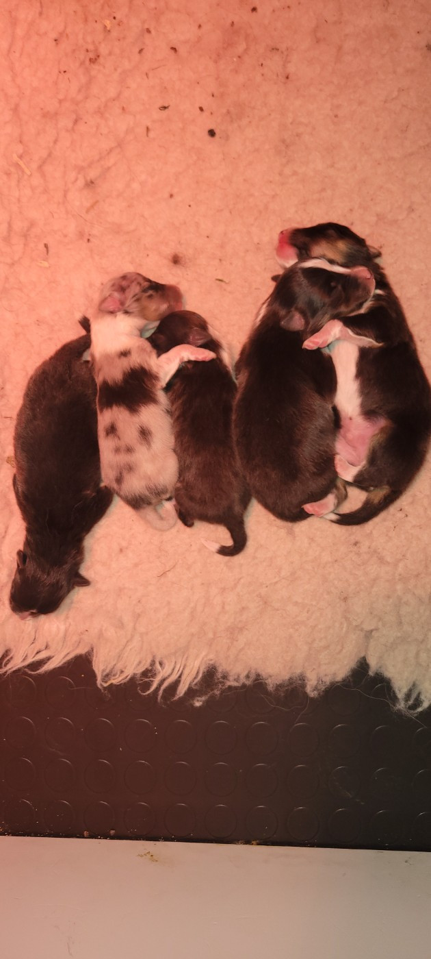 Chiot Shetland Sheepdog Des Molosses De Timoulys