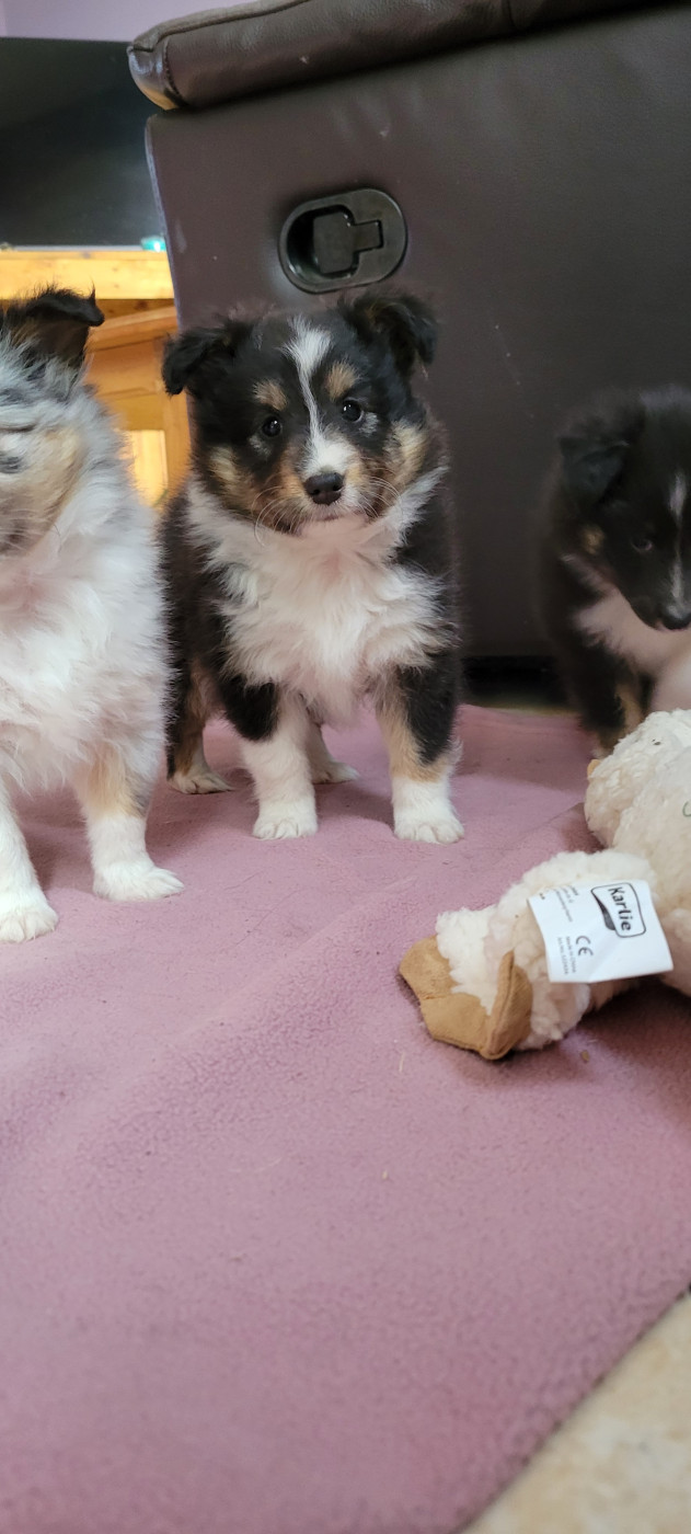 Des Molosses De Timoulys - Chiots disponibles - Shetland Sheepdog
