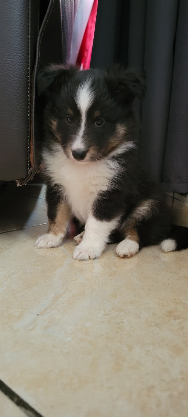 Des Molosses De Timoulys - Chiots disponibles - Shetland Sheepdog