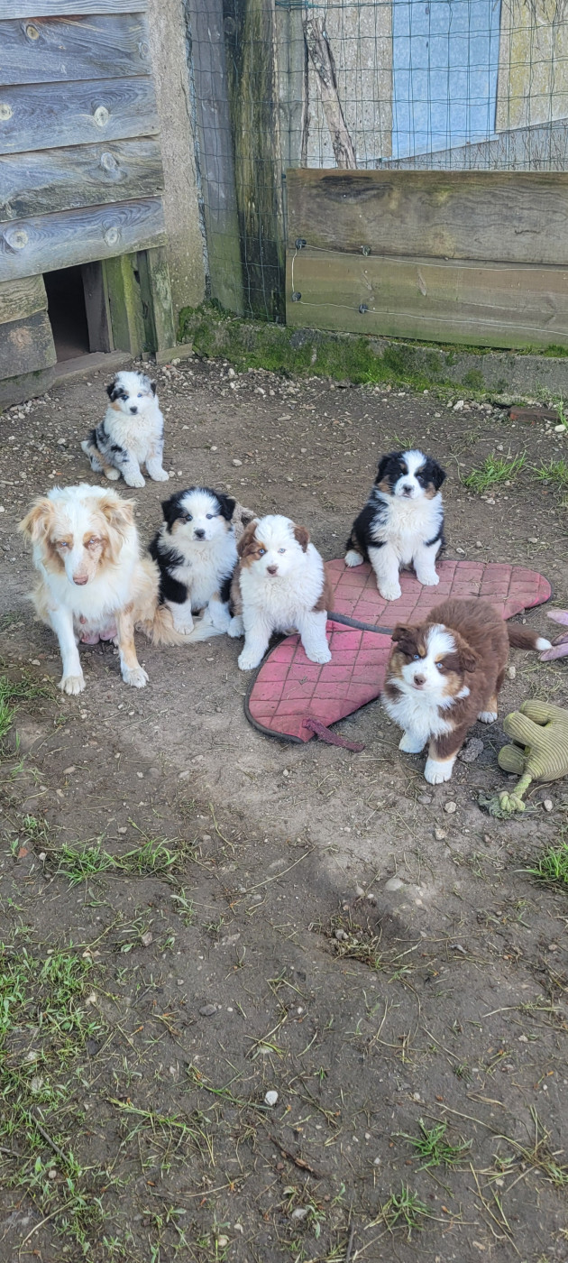 Des Molosses De Timoulys - Berger Américain Miniature  - Portée née le 21/01/2026