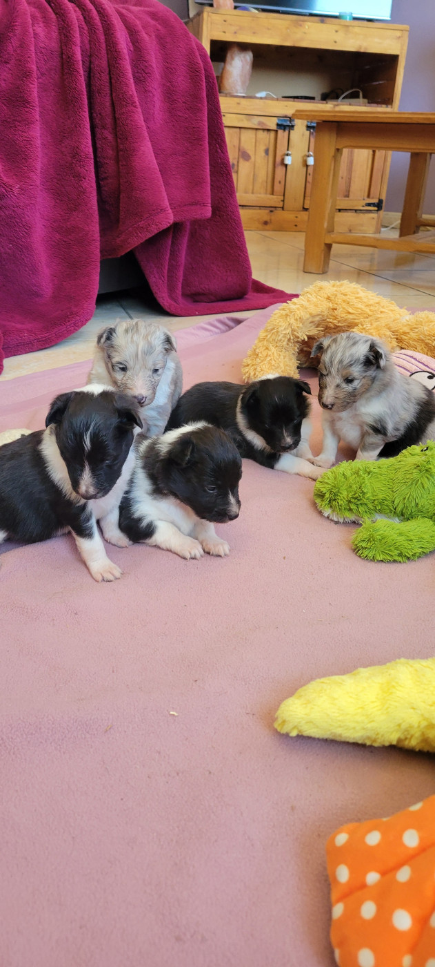 Chiot Shetland Sheepdog Des Molosses De Timoulys