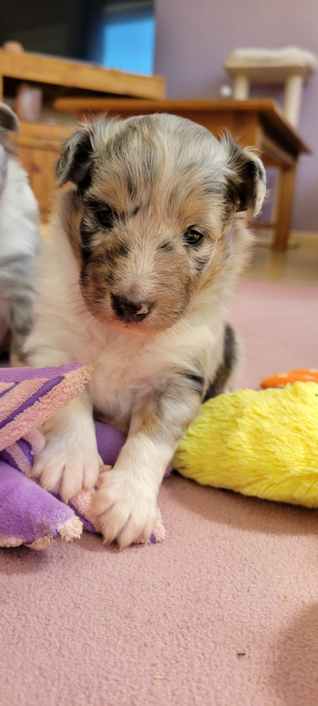 Des Molosses De Timoulys - Chiots disponibles - Shetland Sheepdog