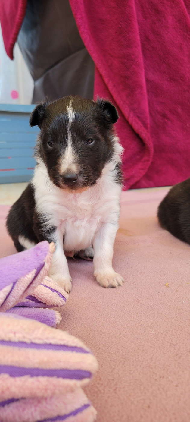 Des Molosses De Timoulys - Chiots disponibles - Shetland Sheepdog