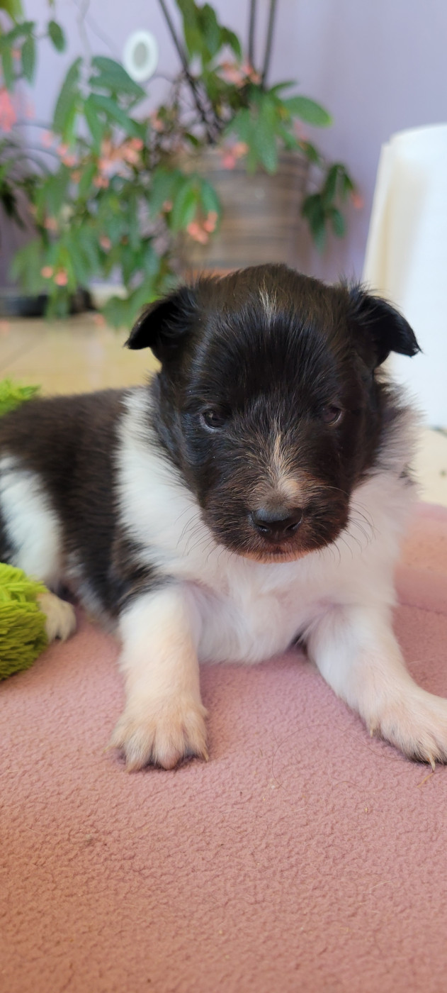 Des Molosses De Timoulys - Chiots disponibles - Shetland Sheepdog