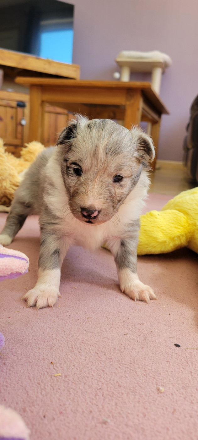 Des Molosses De Timoulys - Chiots disponibles - Shetland Sheepdog