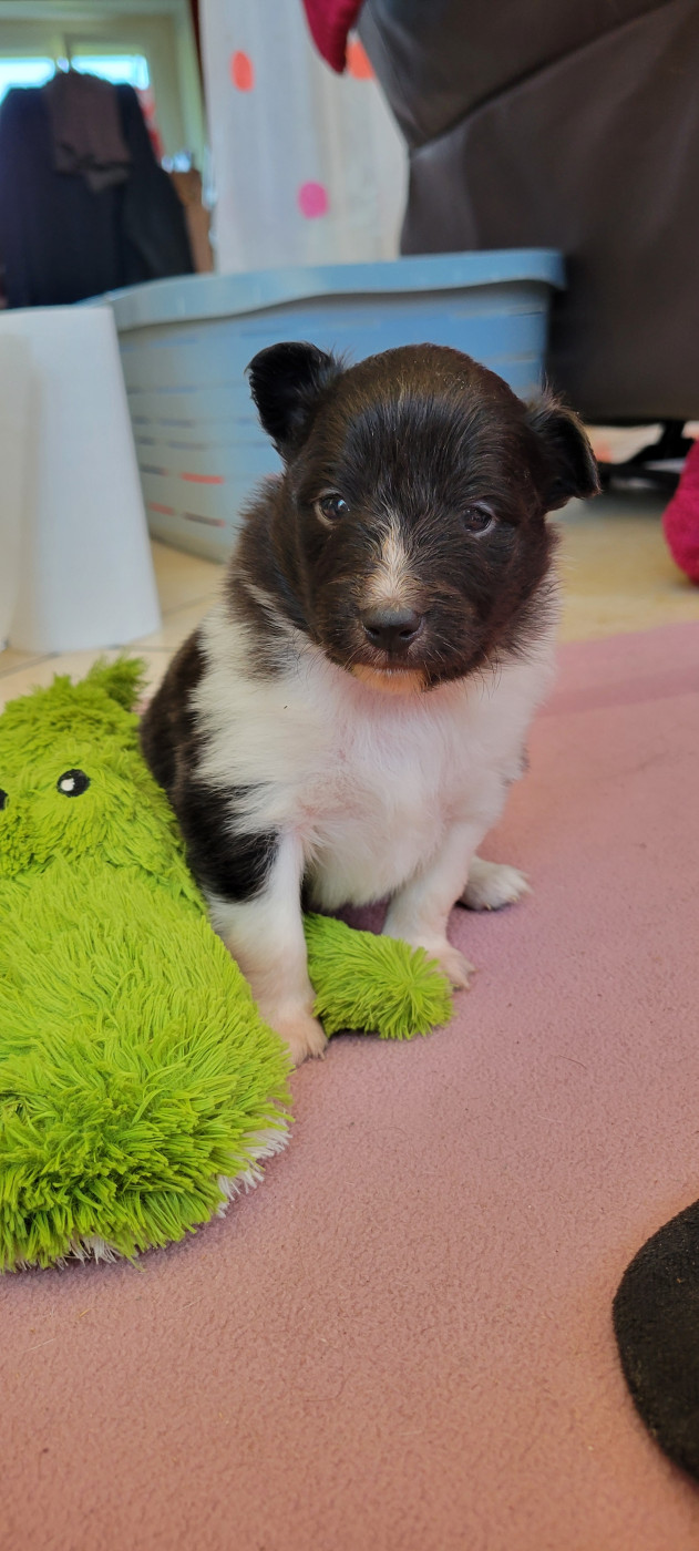 Des Molosses De Timoulys - Chiots disponibles - Shetland Sheepdog