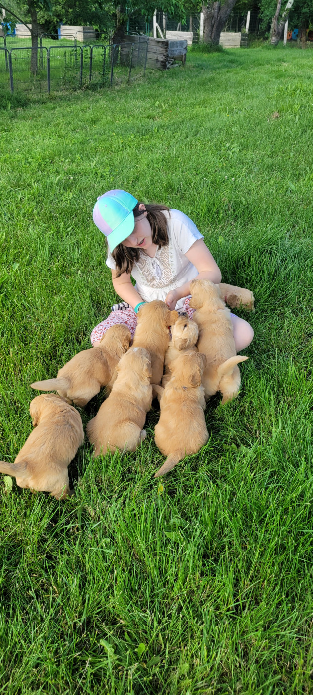 Chiot Golden Retriever Des Molosses De Timoulys