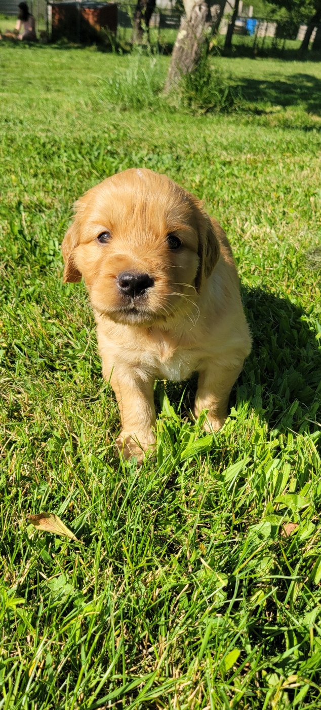Des Molosses De Timoulys - Chiots disponibles - Golden Retriever