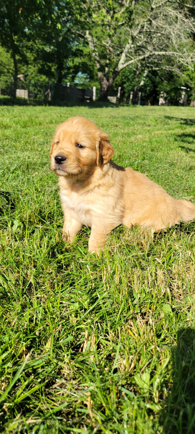 Des Molosses De Timoulys - Chiots disponibles - Golden Retriever