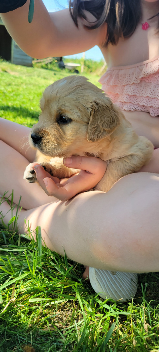 Des Molosses De Timoulys - Chiots disponibles - Golden Retriever