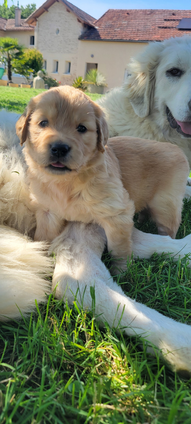 Des Molosses De Timoulys - Chiots disponibles - Golden Retriever