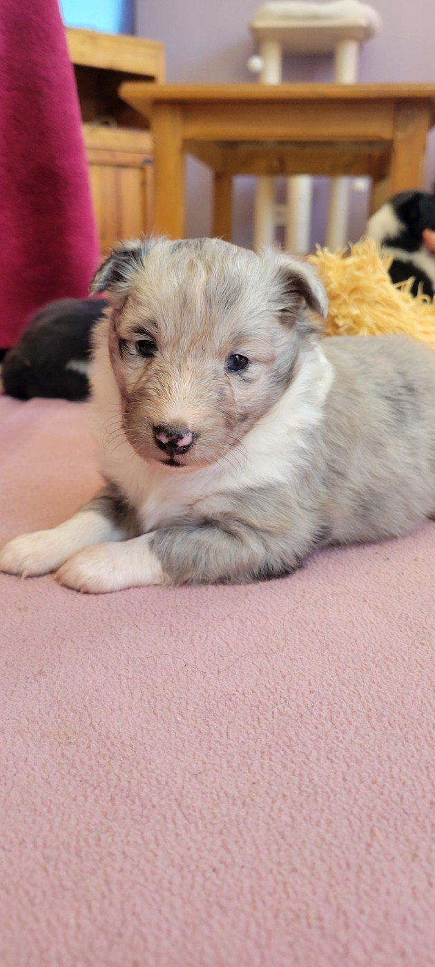 Des Molosses De Timoulys - Chiots disponibles - Shetland Sheepdog