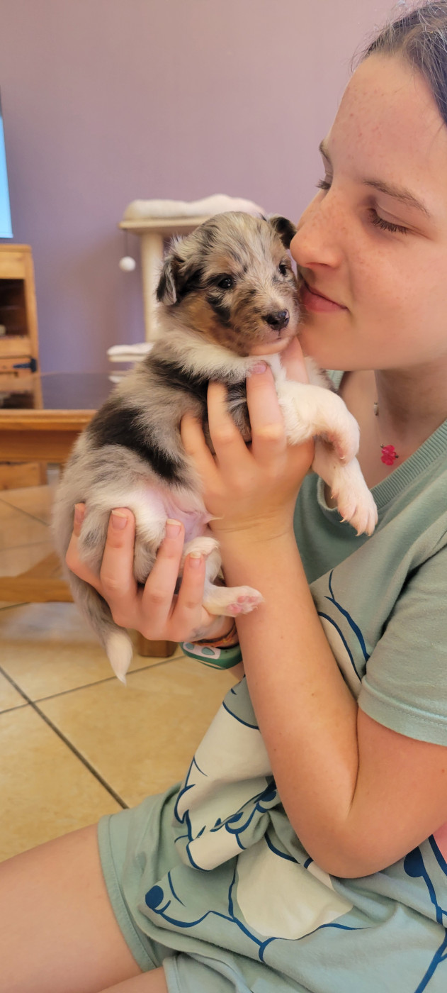 Des Molosses De Timoulys - Chiots disponibles - Shetland Sheepdog