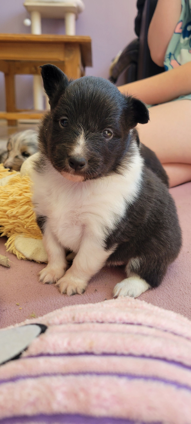 Des Molosses De Timoulys - Chiots disponibles - Shetland Sheepdog