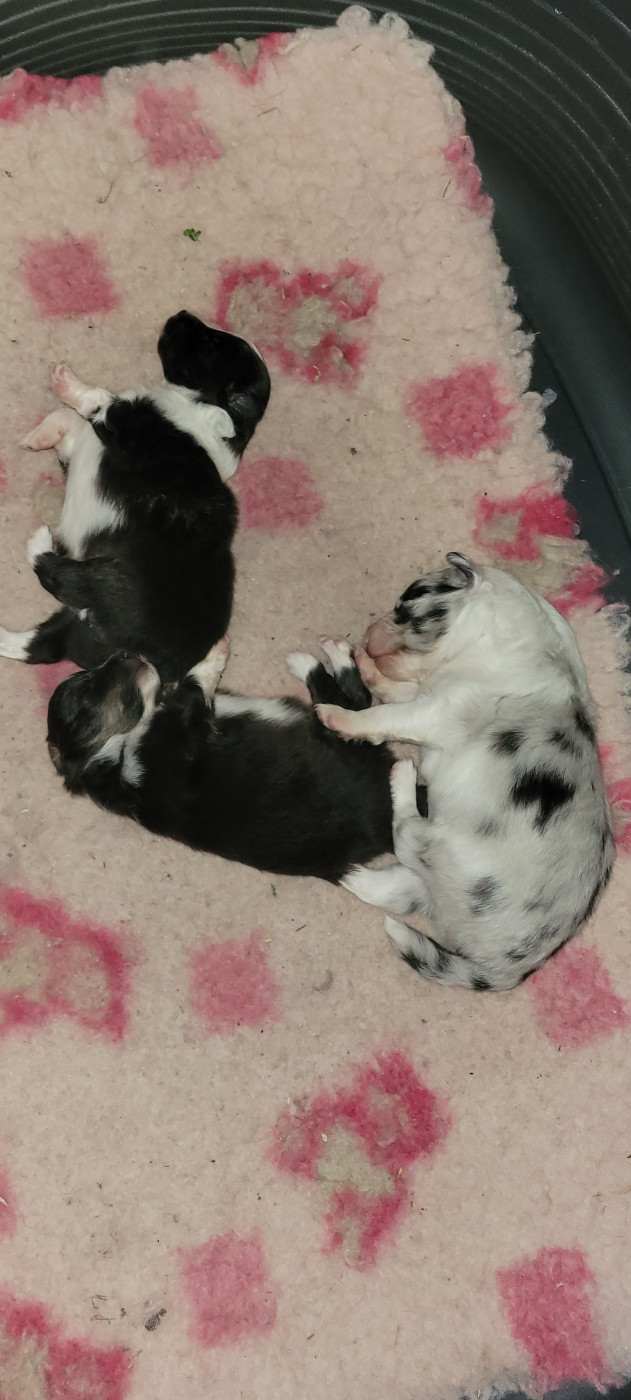Chiot Shetland Sheepdog Des Molosses De Timoulys