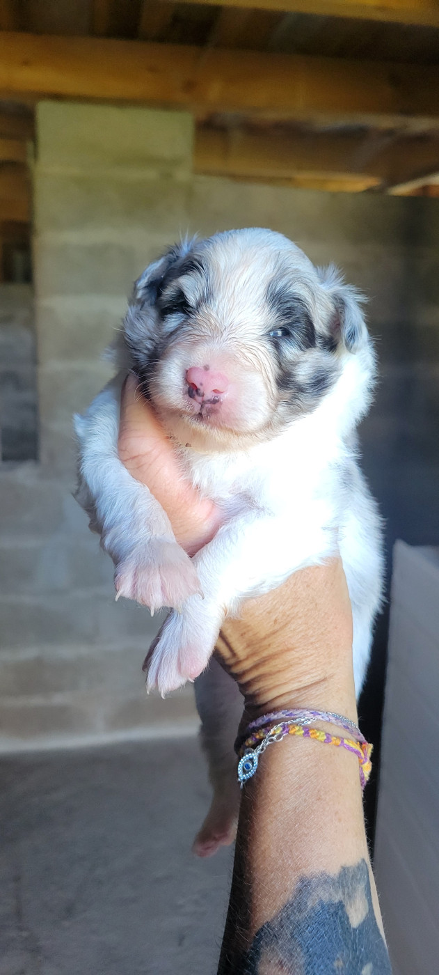 Des Molosses De Timoulys - Chiots disponibles - Shetland Sheepdog