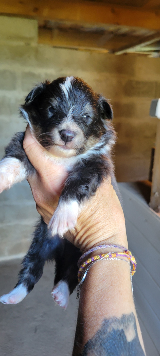Des Molosses De Timoulys - Chiots disponibles - Shetland Sheepdog