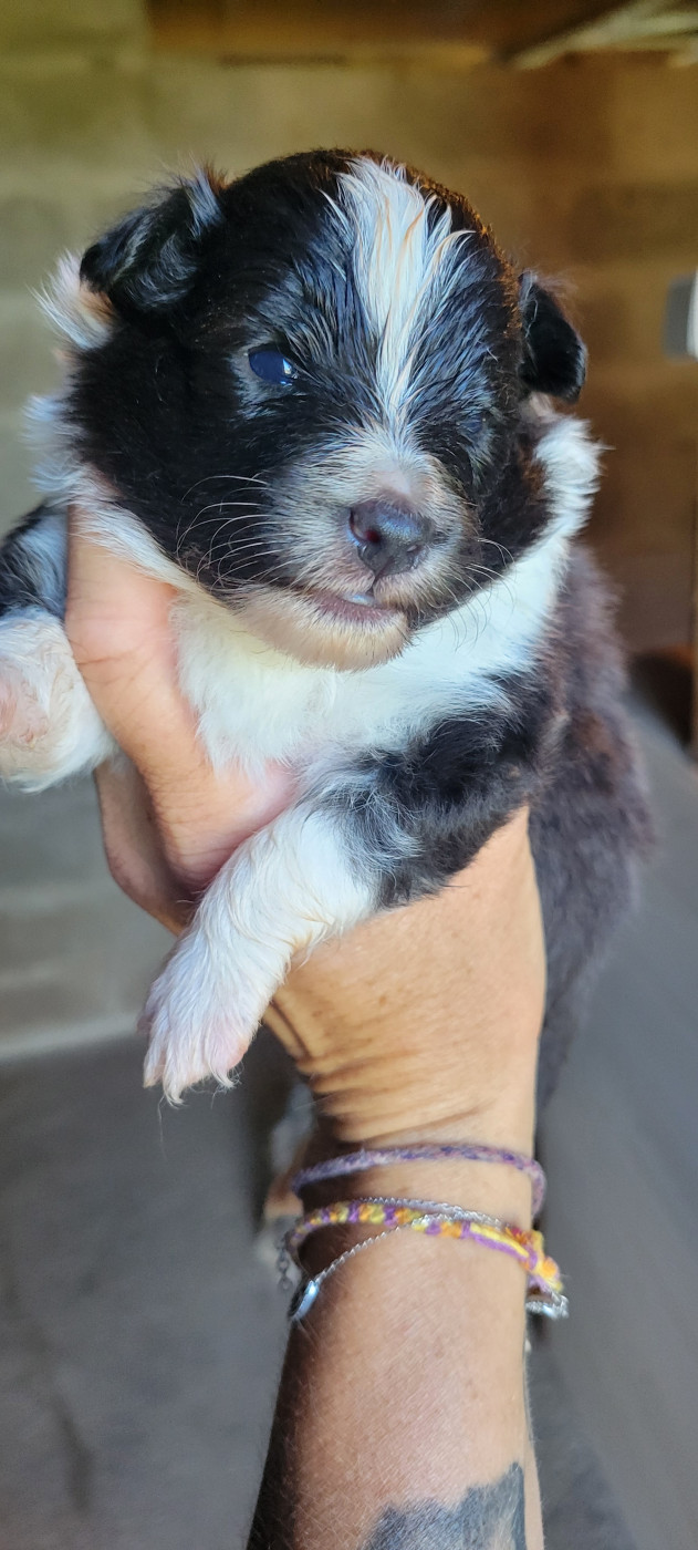 Des Molosses De Timoulys - Chiots disponibles - Shetland Sheepdog