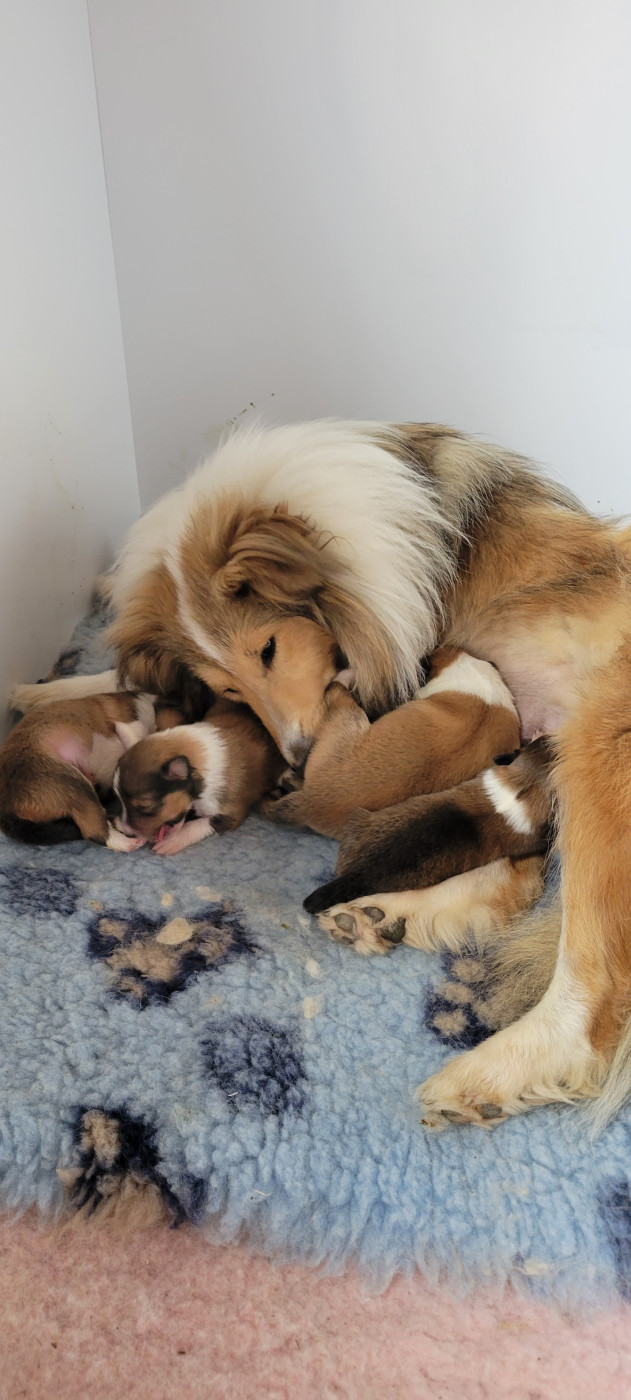 Chiot Shetland Sheepdog Des Molosses De Timoulys
