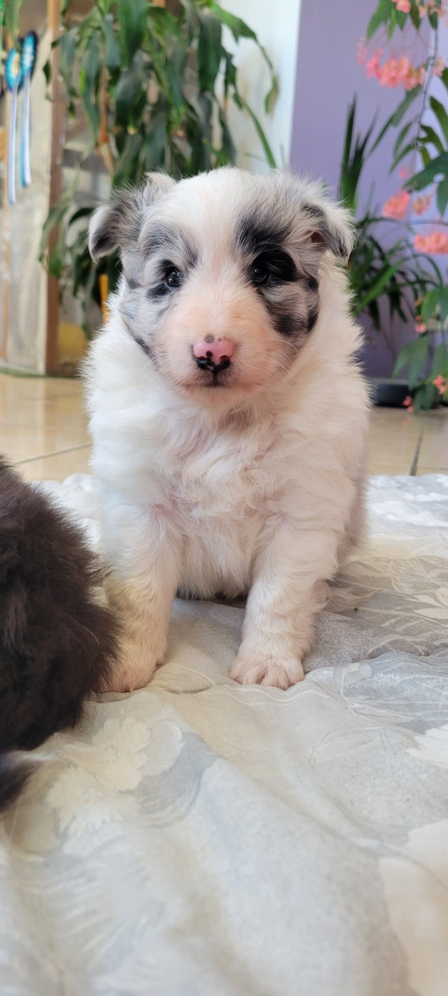 Des Molosses De Timoulys - Chiots disponibles - Shetland Sheepdog