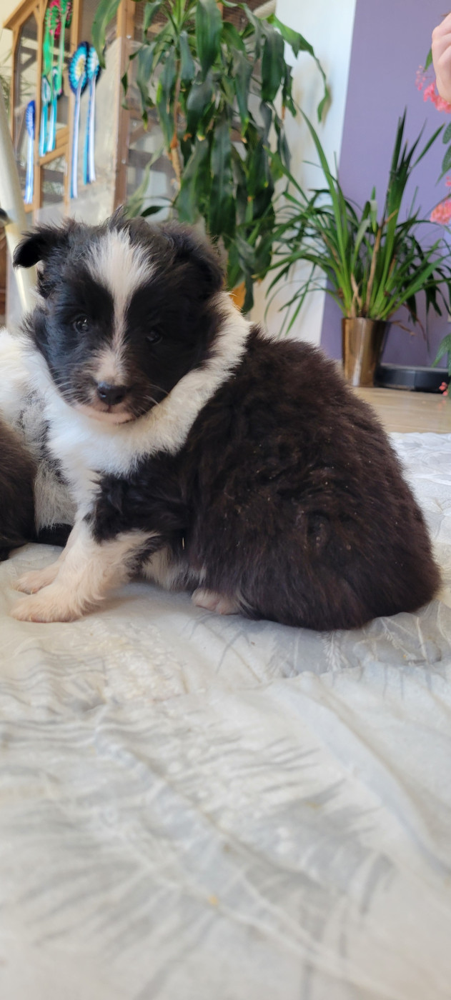 Des Molosses De Timoulys - Chiots disponibles - Shetland Sheepdog
