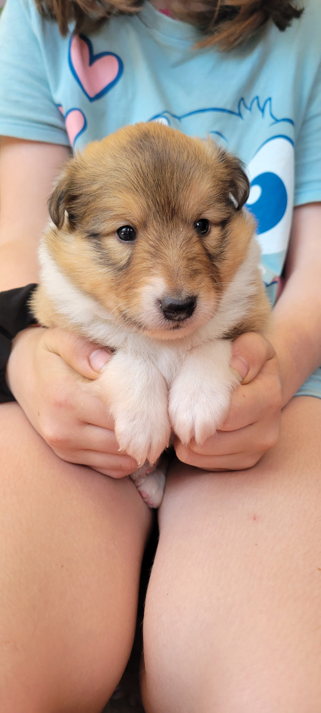 Des Molosses De Timoulys - Chiots disponibles - Shetland Sheepdog