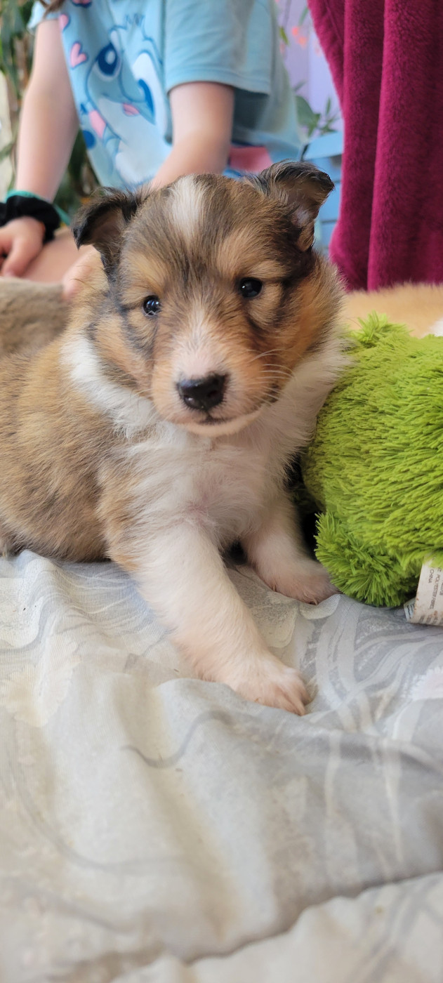 Des Molosses De Timoulys - Chiots disponibles - Shetland Sheepdog