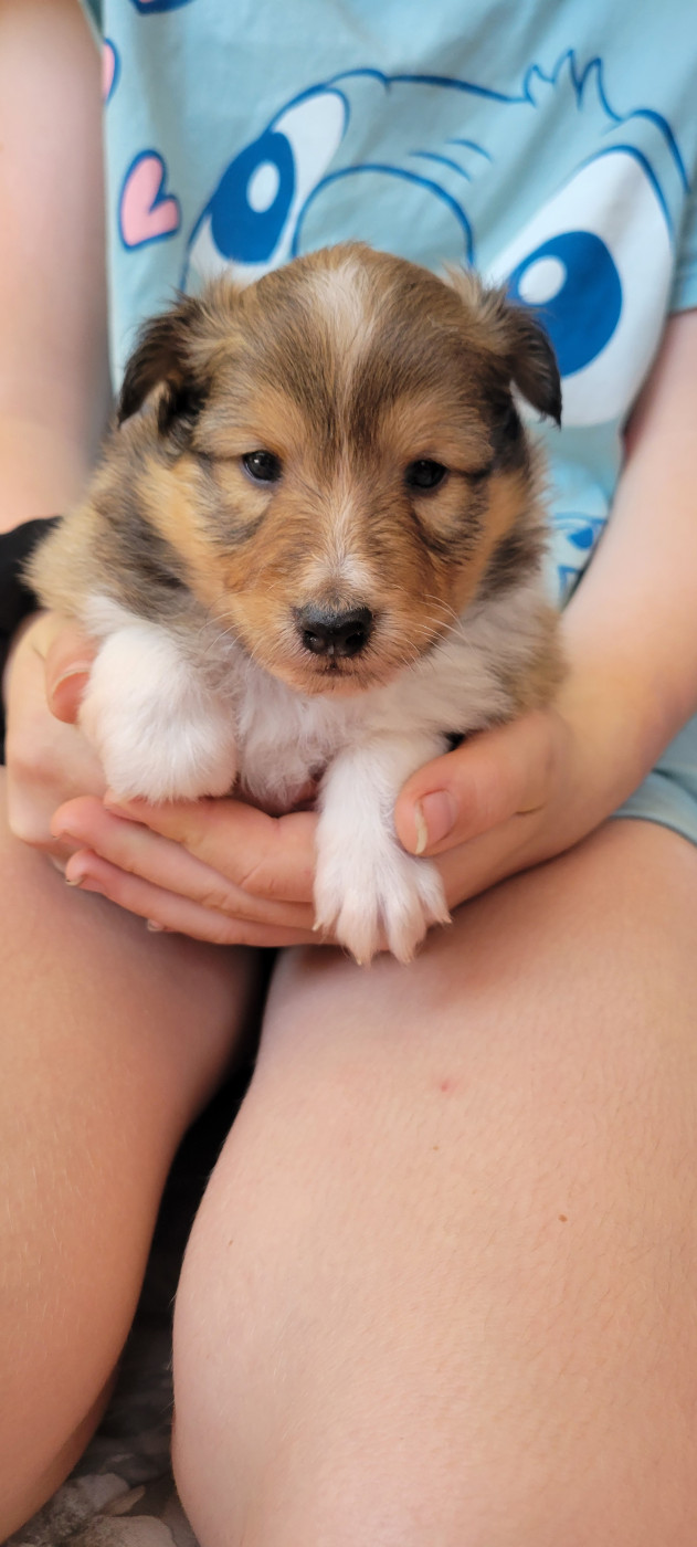 Des Molosses De Timoulys - Chiots disponibles - Shetland Sheepdog