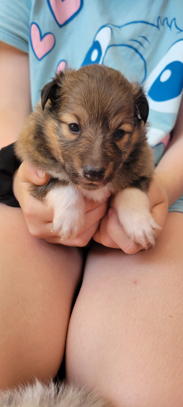 Des Molosses De Timoulys - Chiots disponibles - Shetland Sheepdog
