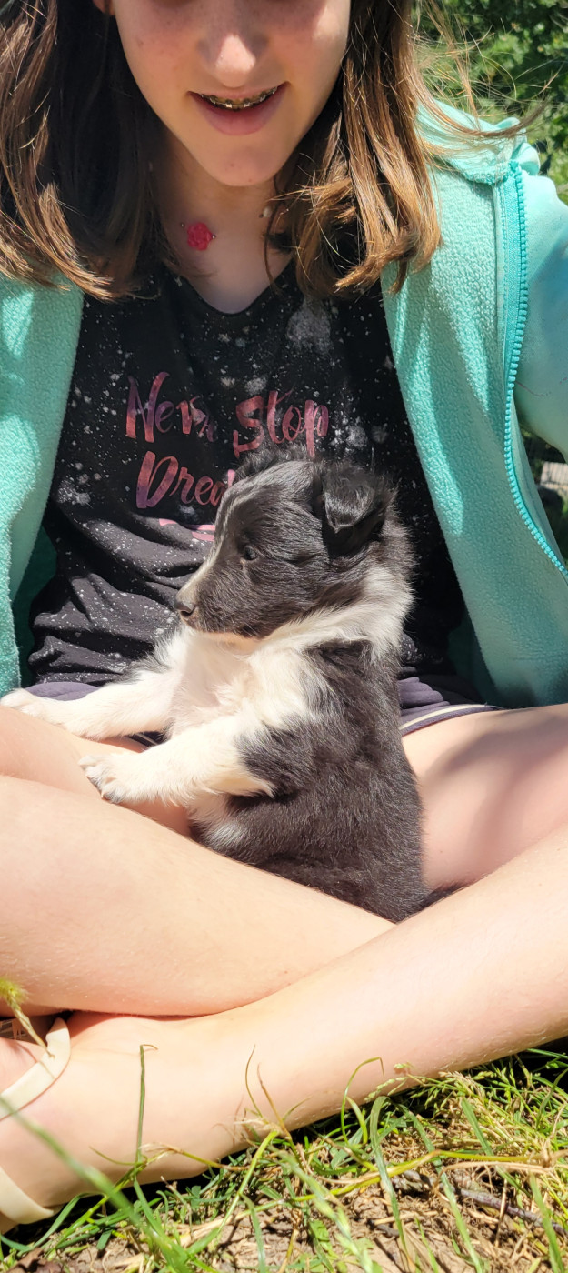 Des Molosses De Timoulys - Chiots disponibles - Shetland Sheepdog