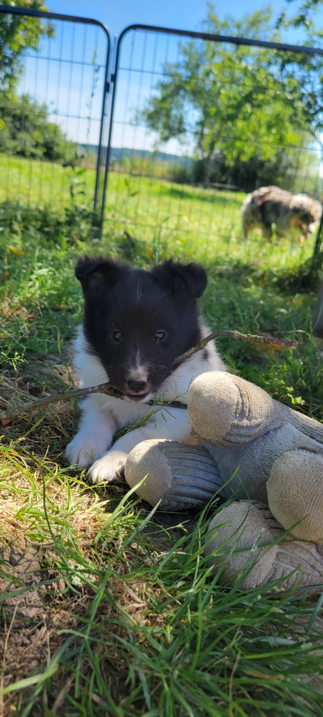 Des Molosses De Timoulys - Chiots disponibles - Shetland Sheepdog