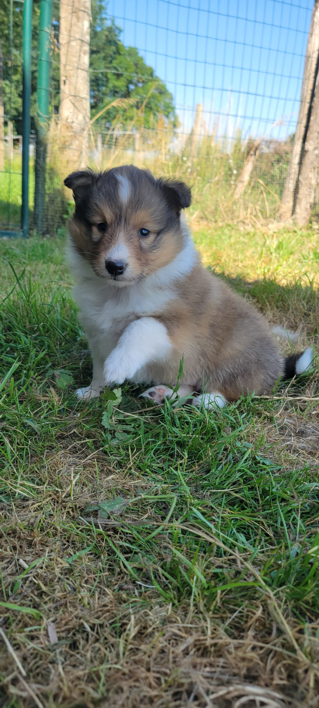 Des Molosses De Timoulys - Chiots disponibles - Shetland Sheepdog