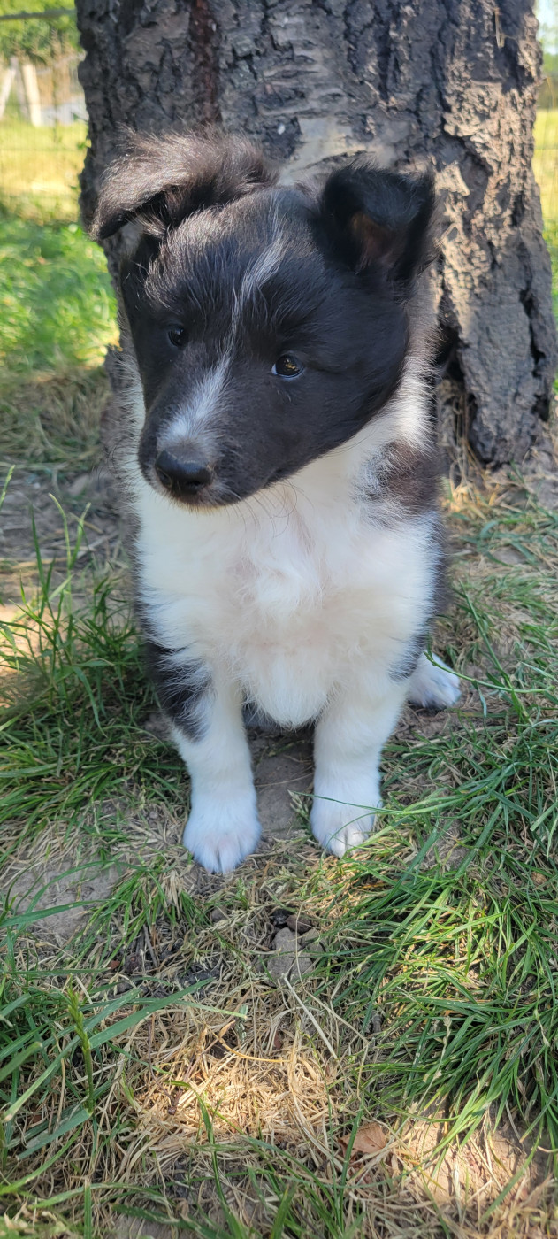 Des Molosses De Timoulys - Chiots disponibles - Shetland Sheepdog