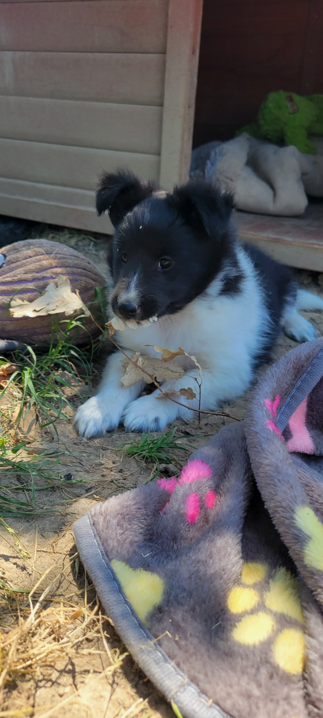 Des Molosses De Timoulys - Chiots disponibles - Shetland Sheepdog