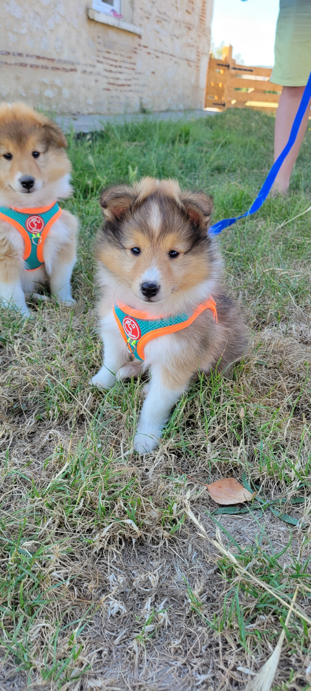 Des Molosses De Timoulys - Chiots disponibles - Shetland Sheepdog