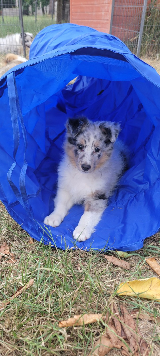 Des Molosses De Timoulys - Chiots disponibles - Shetland Sheepdog