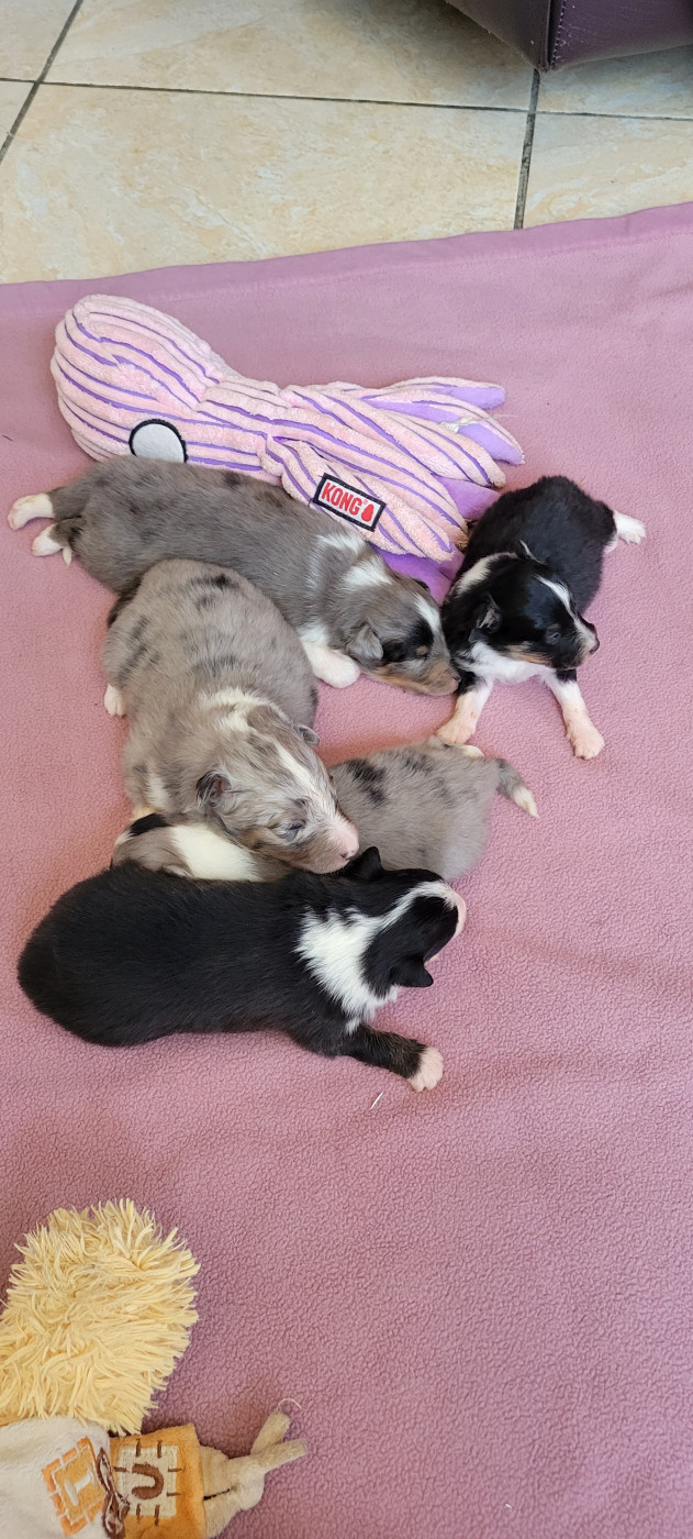 Chiot Shetland Sheepdog Des Molosses De Timoulys