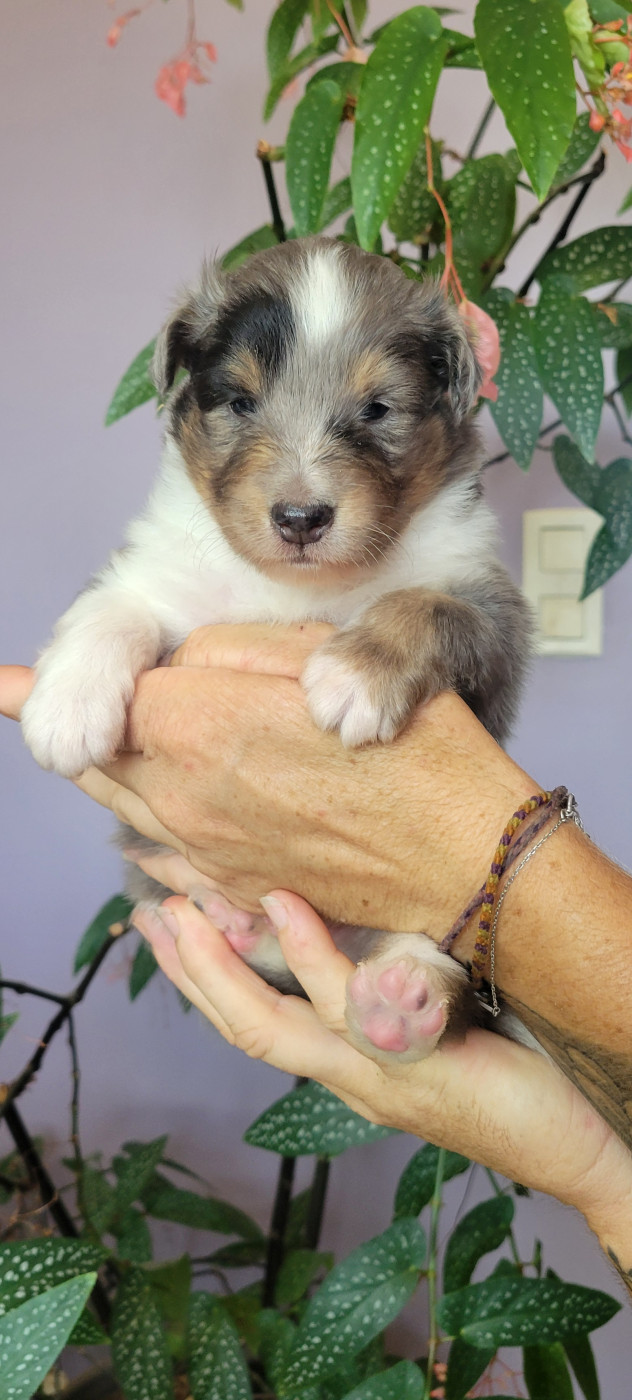 Des Molosses De Timoulys - Chiots disponibles - Shetland Sheepdog