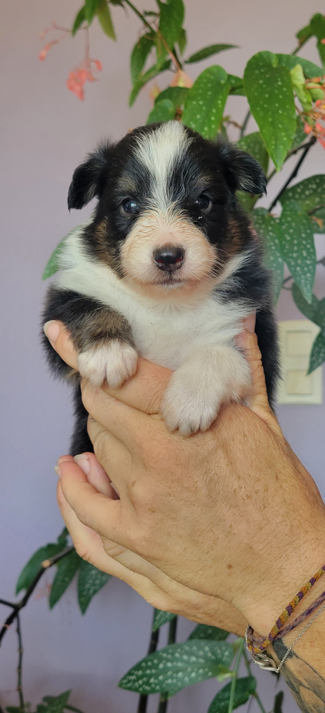 Des Molosses De Timoulys - Chiots disponibles - Shetland Sheepdog