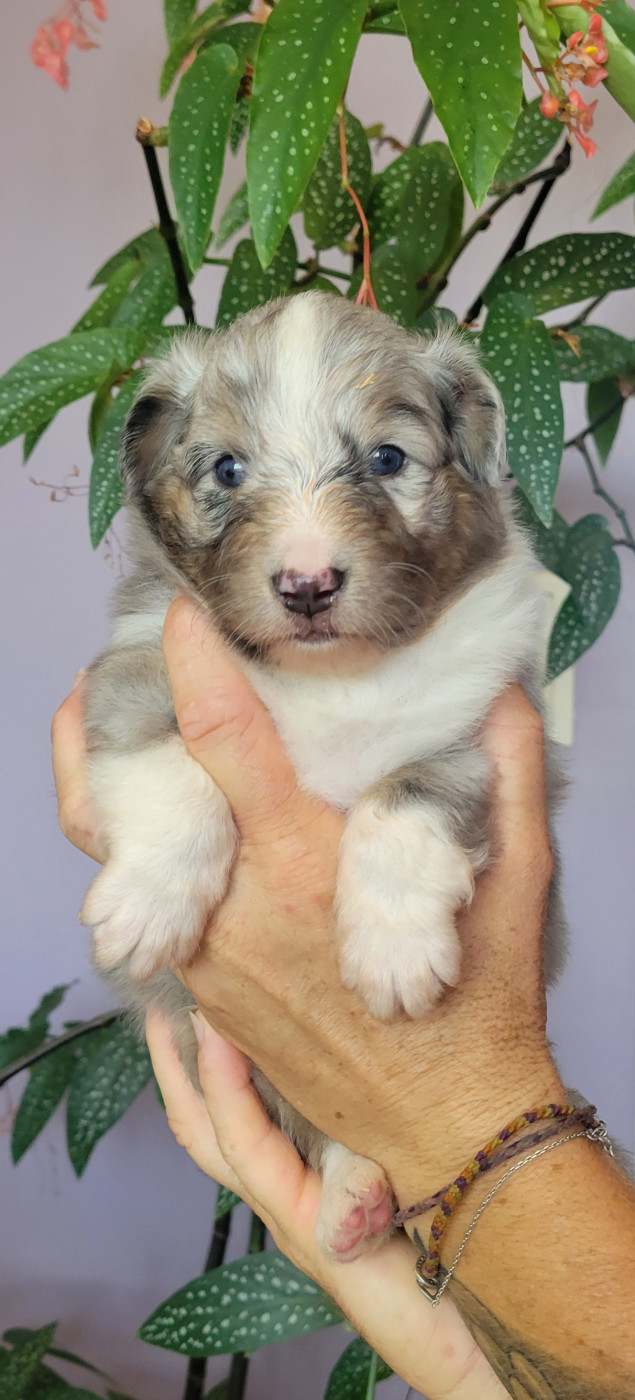 Des Molosses De Timoulys - Chiots disponibles - Shetland Sheepdog