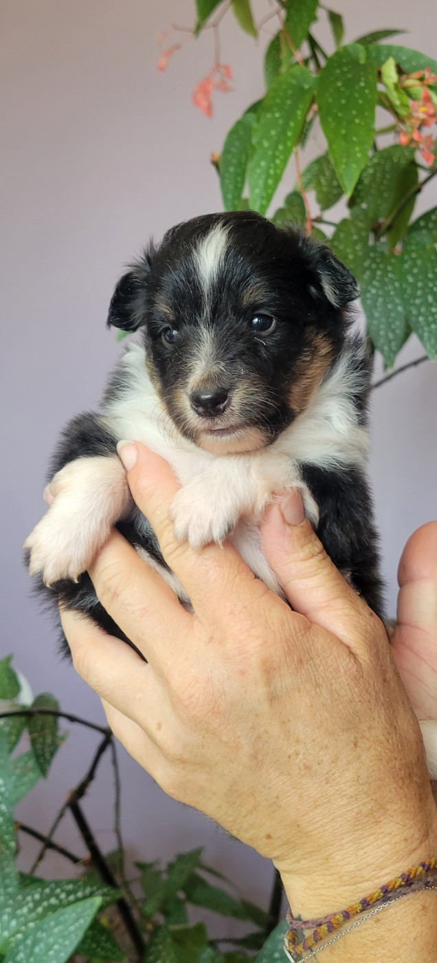 Des Molosses De Timoulys - Chiots disponibles - Shetland Sheepdog
