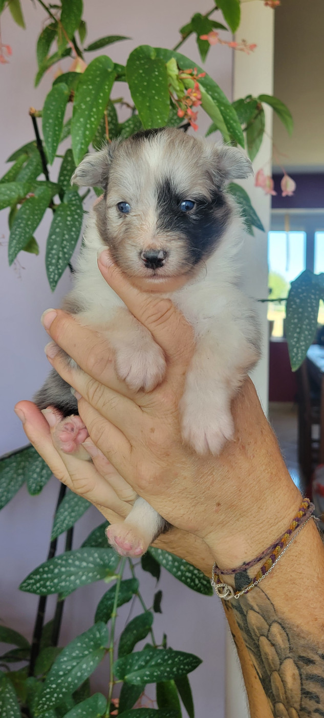 Des Molosses De Timoulys - Chiots disponibles - Shetland Sheepdog