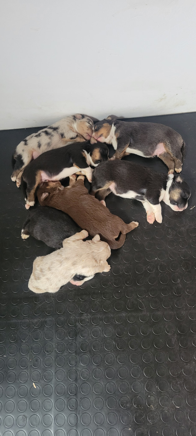 Chiot Berger Américain Miniature  Des Molosses De Timoulys